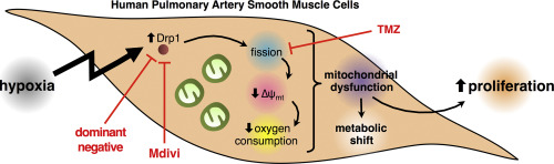 Inhibition of mitochondrial fission prevents hypoxia-induced metabolic  shift and cellular proliferation of pulmonary arterial smooth muscle cells  - ScienceDirect