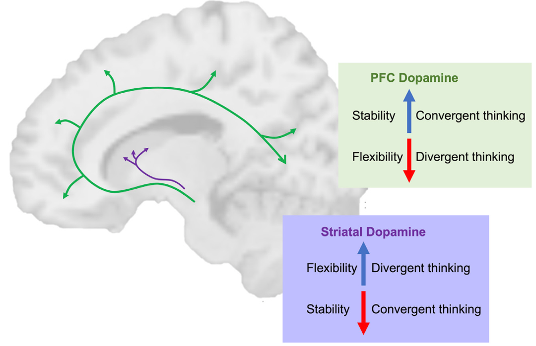 Neuron綜述：迷幻藥對認知和情緒的作用