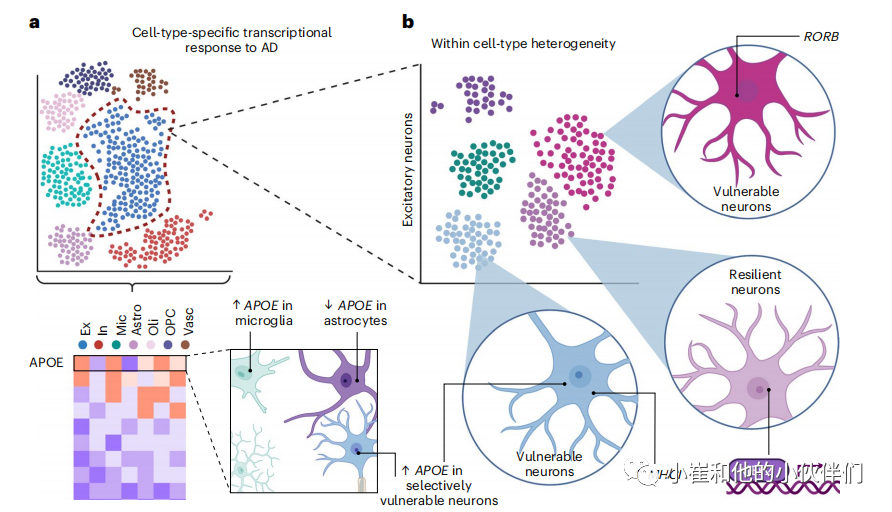 Nature Neuroscience：从<font color="red">单细胞</font>基因组学深入理解阿尔兹海默病