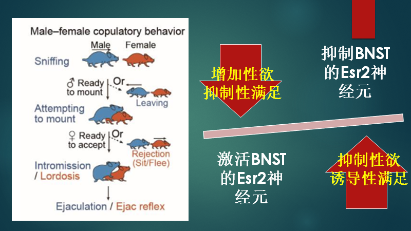 Science—性行为的神经科学原理研究重磅突破：中国科学家揭示射精后性满足的神经生物学机制