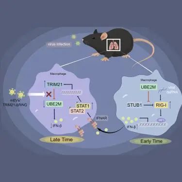Cell子刊：揭示干扰素信号反馈调节抗病毒免疫应答新机制
