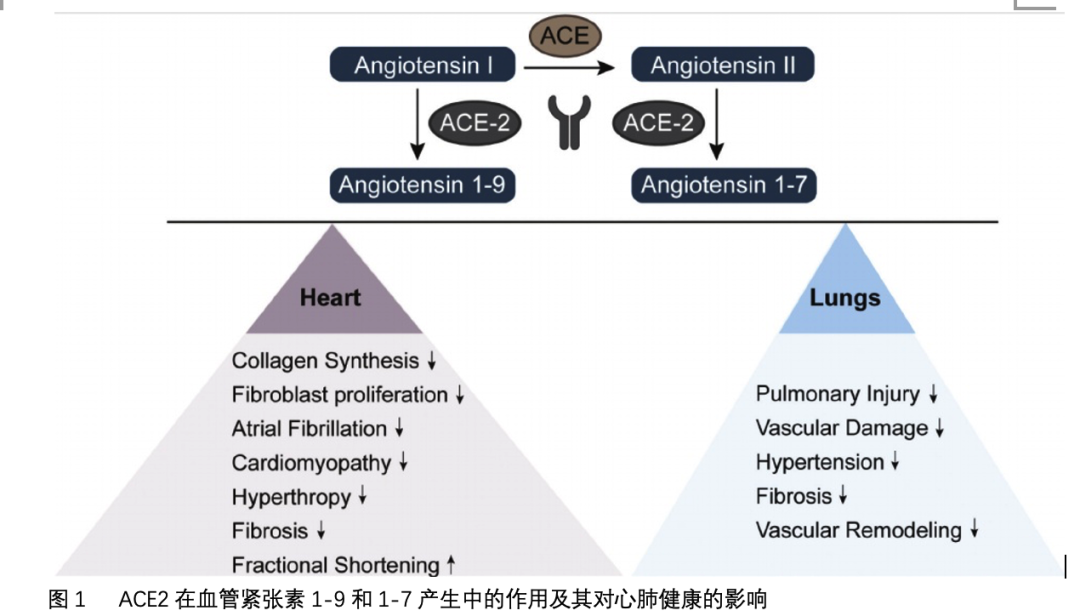 <font color="red">ACE</font>-2在心肺中的调节