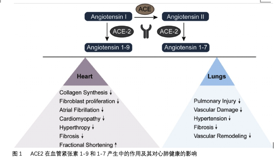 ACE-2在心肺中的调节