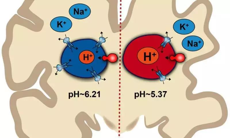 <font color="red">大脑细胞</font>的pH失衡可能导致阿尔茨海默症