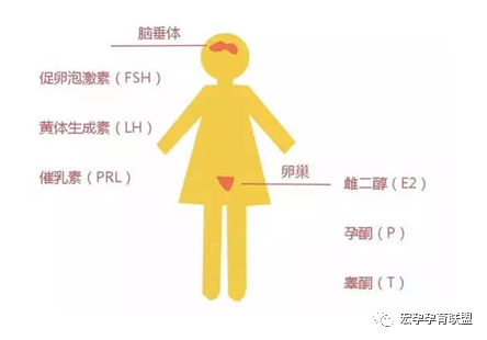 女性睪酮偏高是什么原因引起的？如何治療？