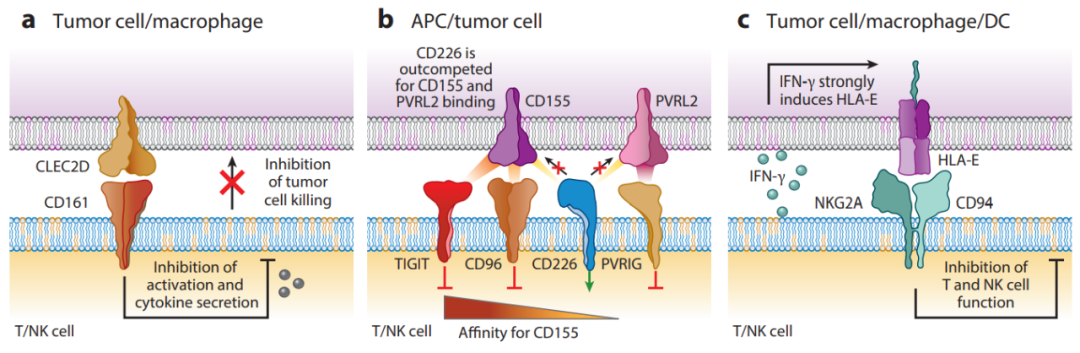 发挥T细胞和NK细胞的协同<font color="red">作用</font>