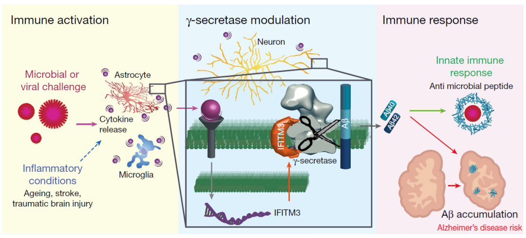 Nature重磅：先天免疫系统反应蛋白IFITM3在阿尔茨海默病中的作用