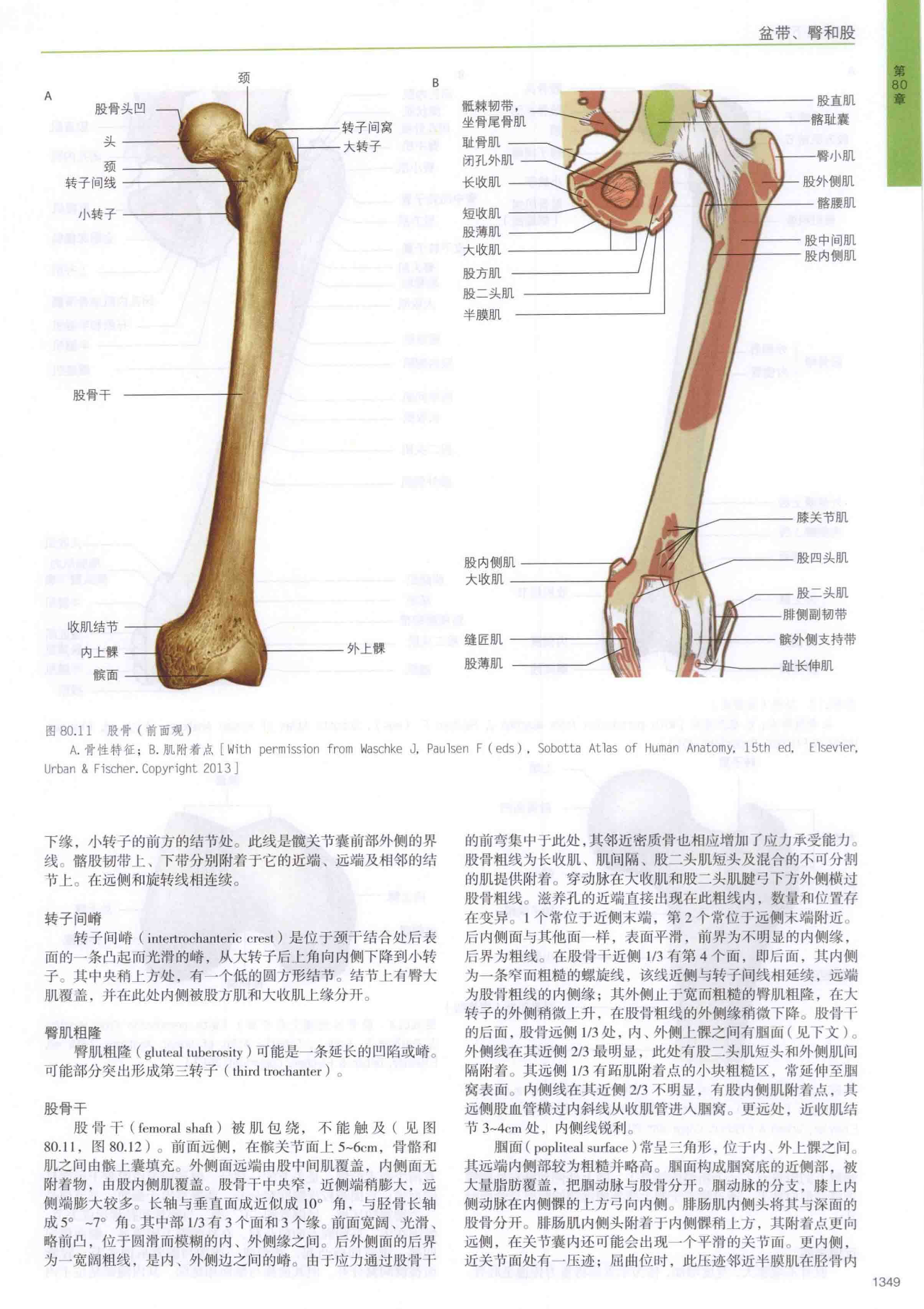图4-36 股骨-骨科临床解剖学-医学