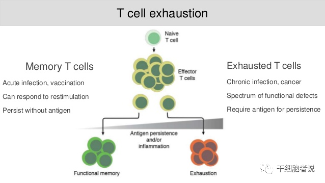 T细胞也会累，如何理解“T细胞耗竭”