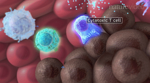 同为<font color="red">细胞</font><font color="red">治疗</font>，<font color="red">干细胞</font>和免疫<font color="red">细胞</font>有何异同？