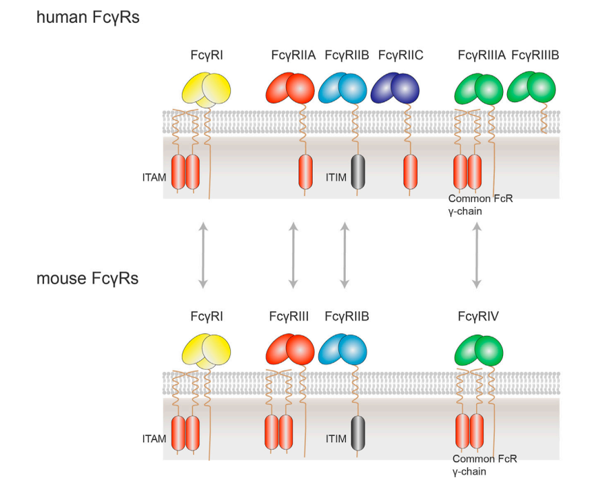TNFRSF激动剂抗体与FcγRIIB交联
