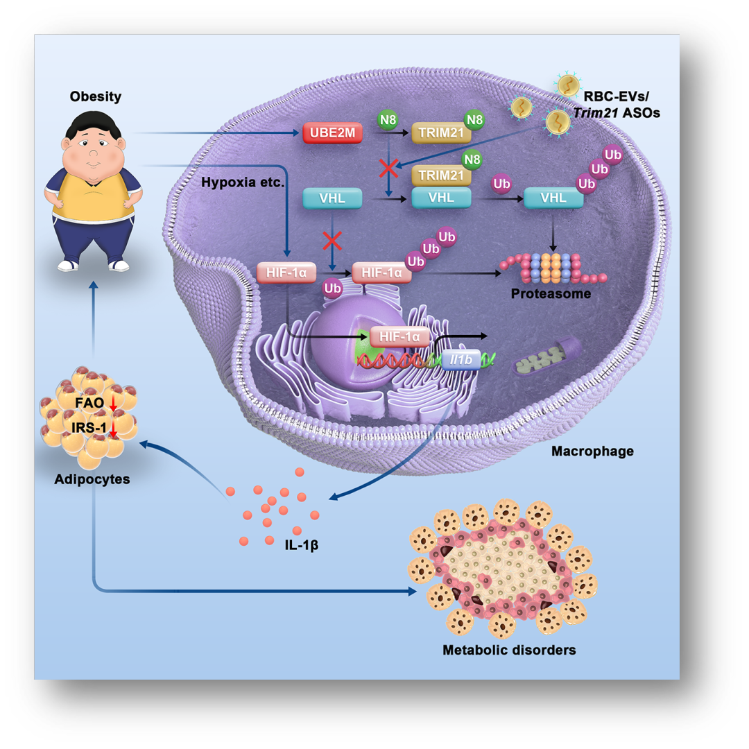 Cell Metabo：浙江大学发文揭示肥胖相关炎症的关键调控机制