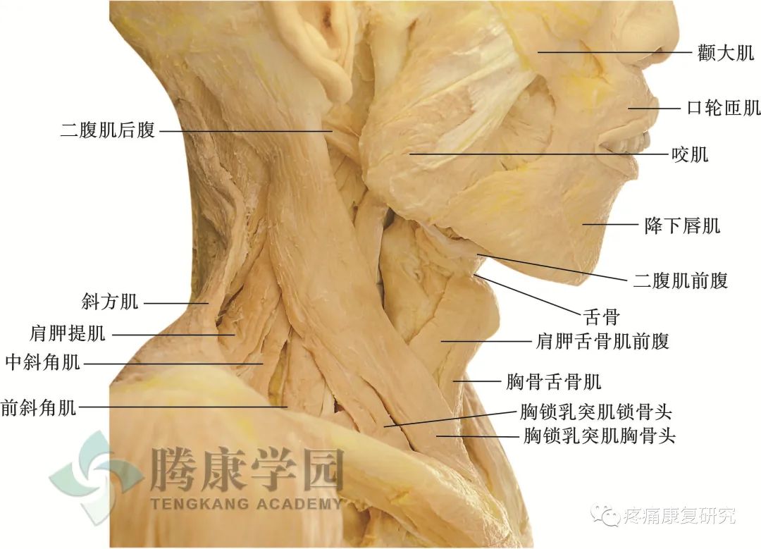 颏棘,颏棘位置图片,颏窝_大山谷图库