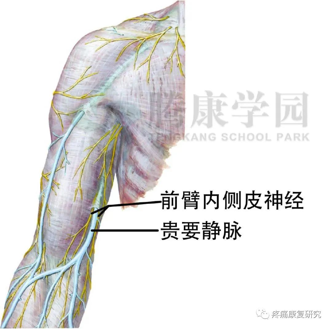 图7-1 臂丛的位置-外科学-医学