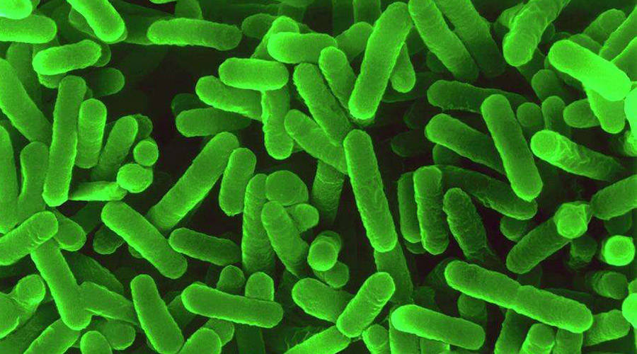 铜绿假单胞菌在生长期间需要铁，所以复制期经常会贫血