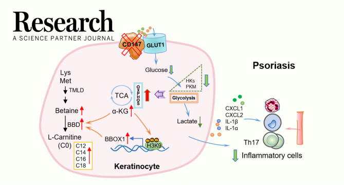 Research：<font color="red">陈</font>翔教授团队发现银屑病免疫与代谢新靶点CD147的关键作用机制