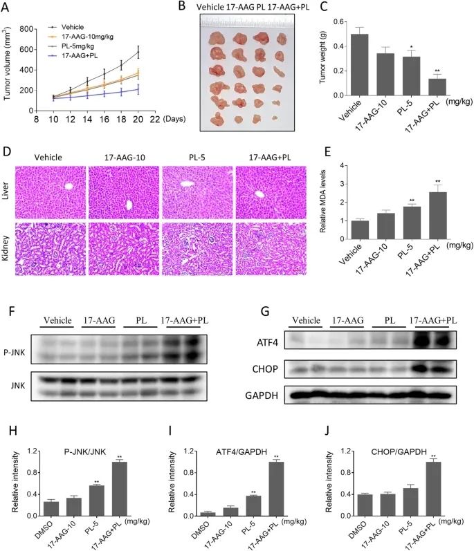 CDD：HSP90抑制剂与荜茇酰胺联合对结肠癌细胞更高效
