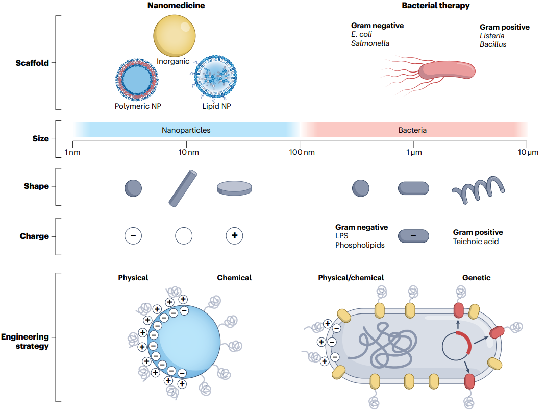 Nature子刊：细菌疗法和纳米颗粒在治疗领域的应用