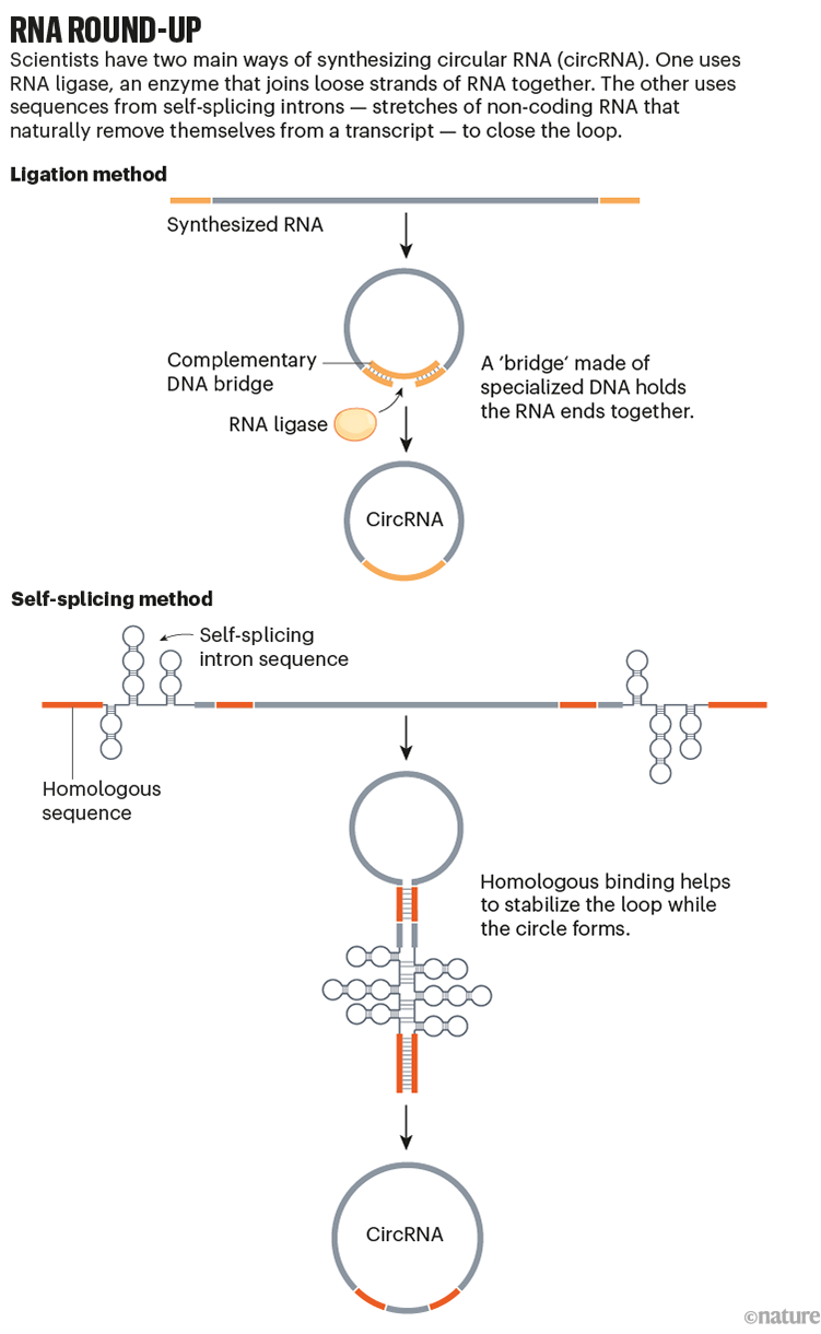 RNA round-up: graphic that shows the two main ways to create circular RNA, using ligation and self-splicing introns.