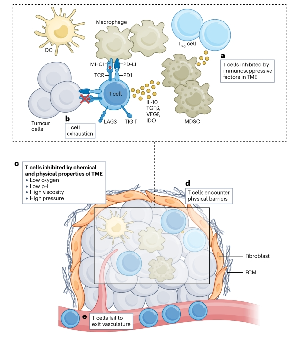 Nat Rev Immunol：个性化新抗原肿瘤疫苗面临的挑战