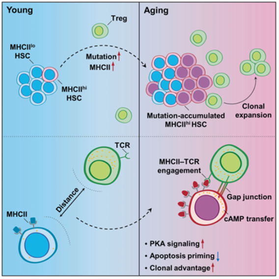 Cell Mole Immunol：骨髓造血辐射远期损害效应可能与<font color="red">Treg</font>有关