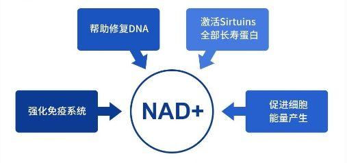 辅酶Q10、NMN、PQQ、NAD+四种辅酶的区别？