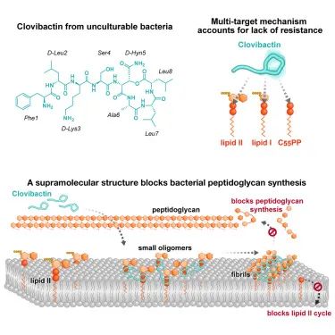 Cell：新型超级抗生素被发现——Clovibactin