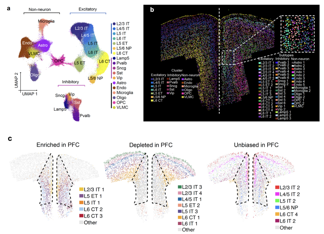Nat Neurosci：张毅等利用空间转录组技术绘制小鼠<font color="red">前额叶</font>皮层全新细胞图谱，并解析疼痛相关细胞