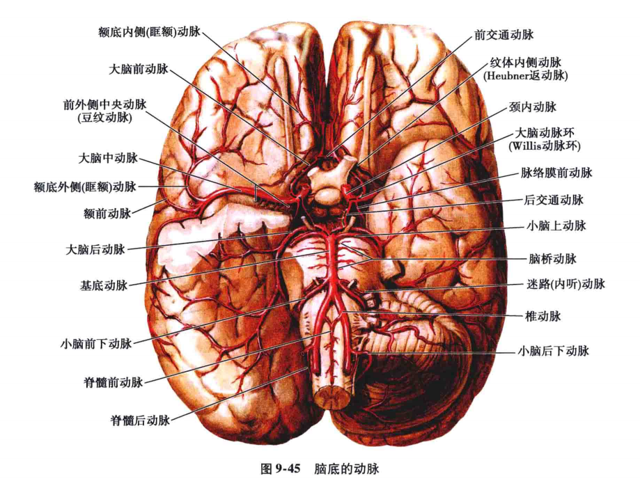 后脑血管分布图图片