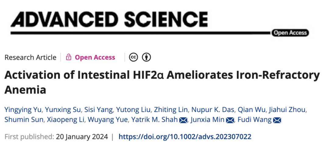 Adv Sci：王福俤/闵军霞教授团队发现HIF2α-FPN轴可能成为<font color="red">顽固性贫血</font>治疗靶点