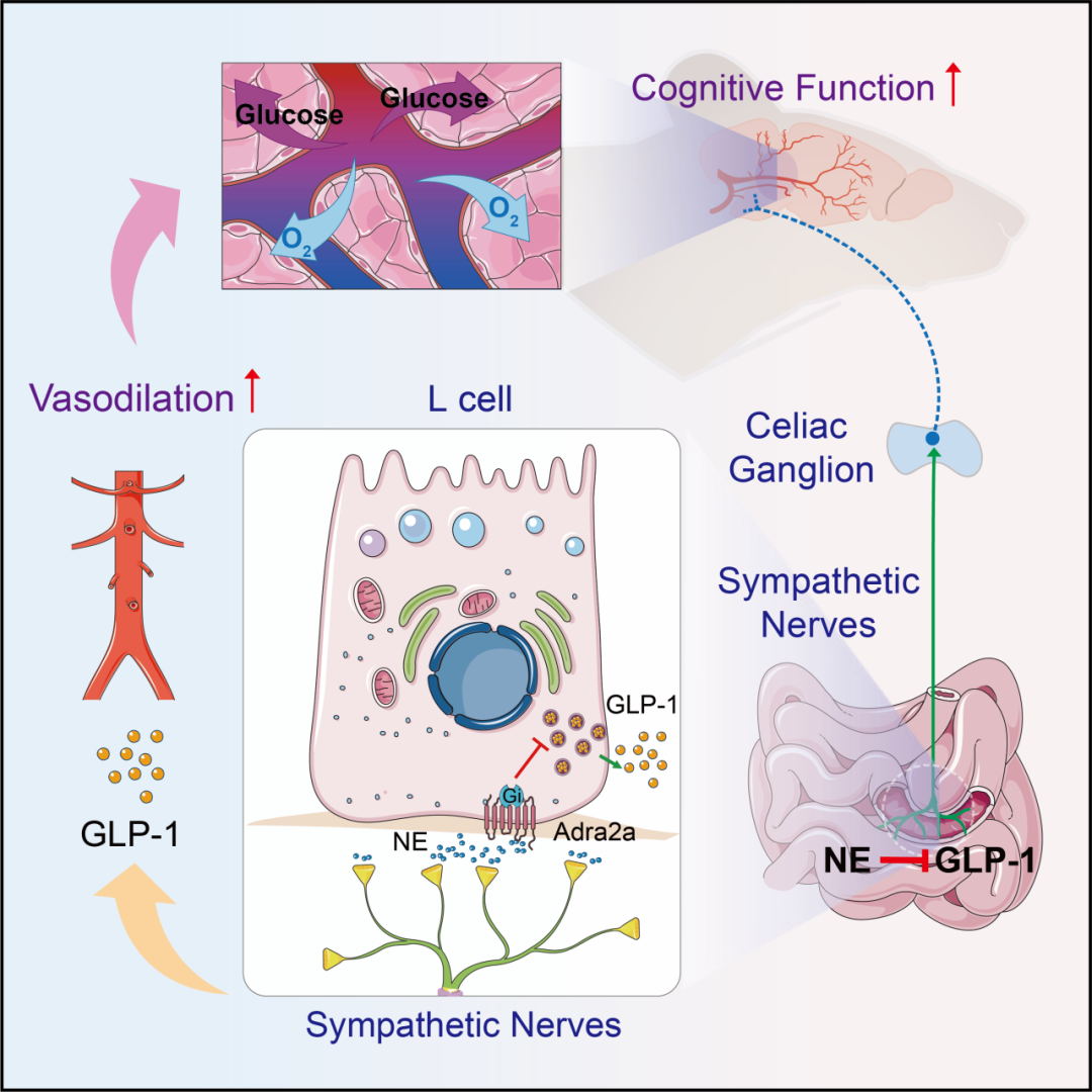 Neuron：曾文文/周鸿团队发现肠道交感神经-L细胞单元通过调控GLP-1分泌影响机体血糖调控和大脑认知功能