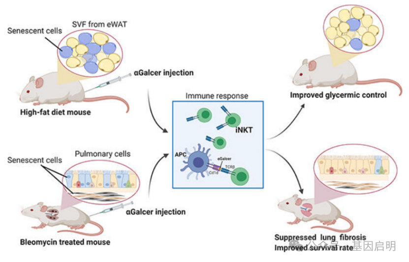恒定自然杀伤T（iNKT）细胞<font color="red">清除</font>衰老细胞，不仅可改善血糖，还可延长绝症小鼠寿命！《Cell》子刊最新进展