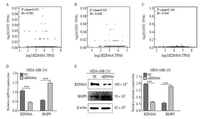 论着】| KDM4A通过引入BMP9促进乳腺癌细胞MDA-MB-231的迁移和死亡@MedSci