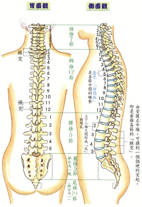 汇总】颈、胸椎的整体结构触诊技巧和要点@MedSci