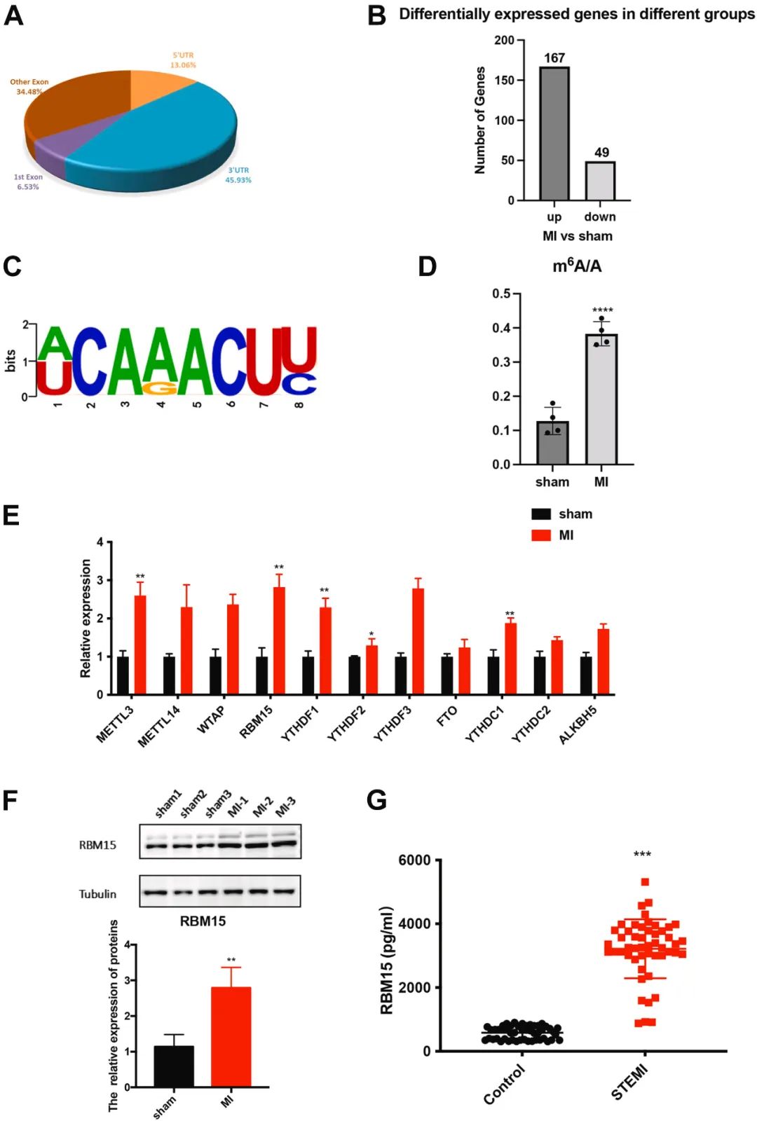 JACC-BTS：葛均波院士/马剑英教授团队发现RNA结合蛋白<font color="red">RBM</font>15通过表观修饰调控心梗后心肌重构的机制