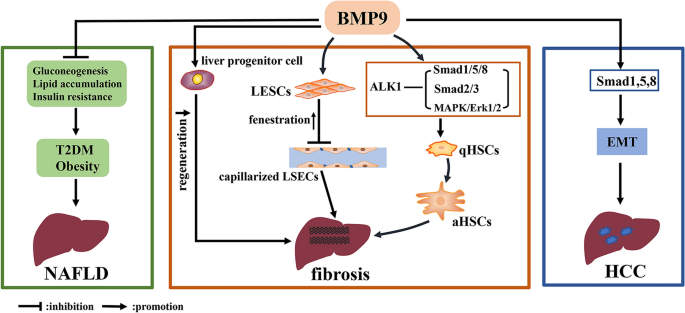 New insights into BMP9 signaling in liver diseases | Molecular and Cellular  Biochemistry