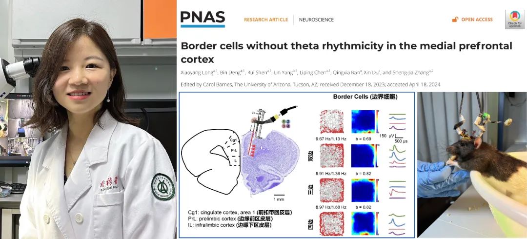 PNAS：张生家团队在内侧前额叶皮层发现新型边界细胞