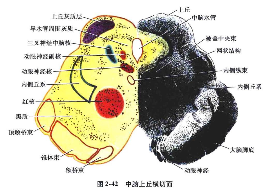 皮质下定位图片图片