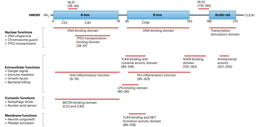 HMGB1：从发现到临床应用-MedSci.cn