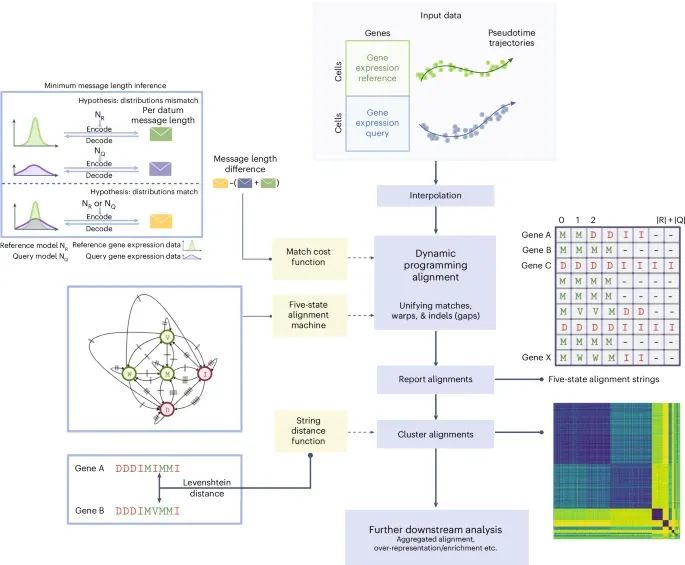 Nature Methods：精准基因比对新突破：Genes2Genes框架助力单细胞轨迹分析-MedSci.cn