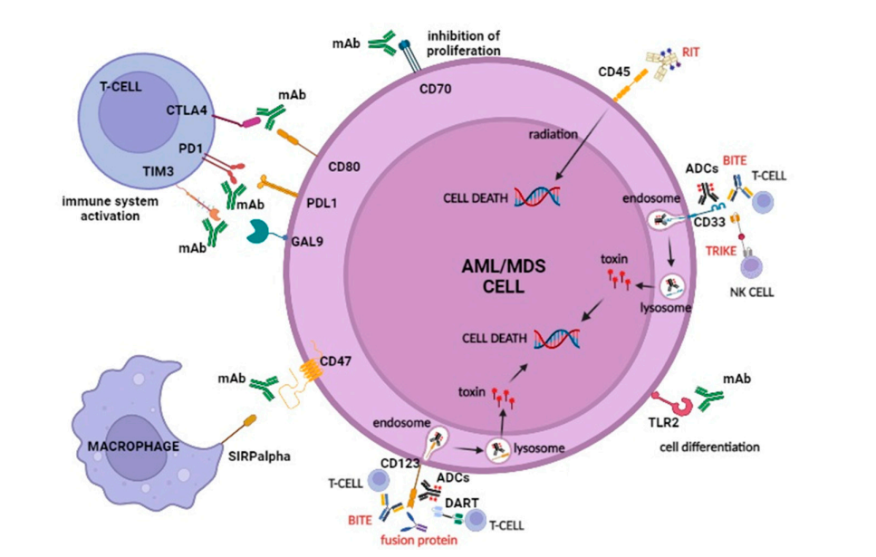 AML和MDS的抗体靶向治疗进展：精准医学时代的治疗新策略-MedSci.cn