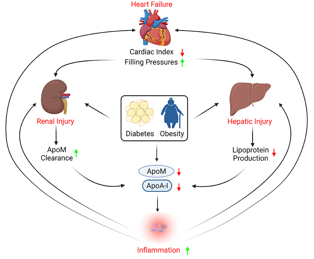 Frontiers | HDL Composition, Heart Failure, and Its Comorbidities