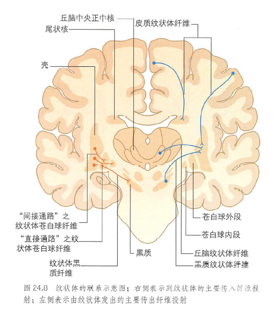 【神外解剖学】基底核详解