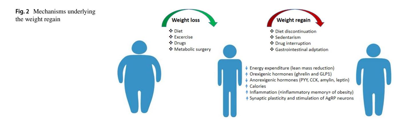 【Mechanisms underlying weight regain】Mechanisms underlying weight regain
