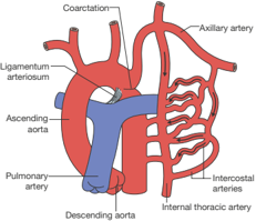 【Imaging the adult with simple shunt lesions: position paper from the EACVI and the ESC WG on ACHD. Endorsed by AEPC (Association for European Paediatric and Congenital Cardiology)】Echocardiography