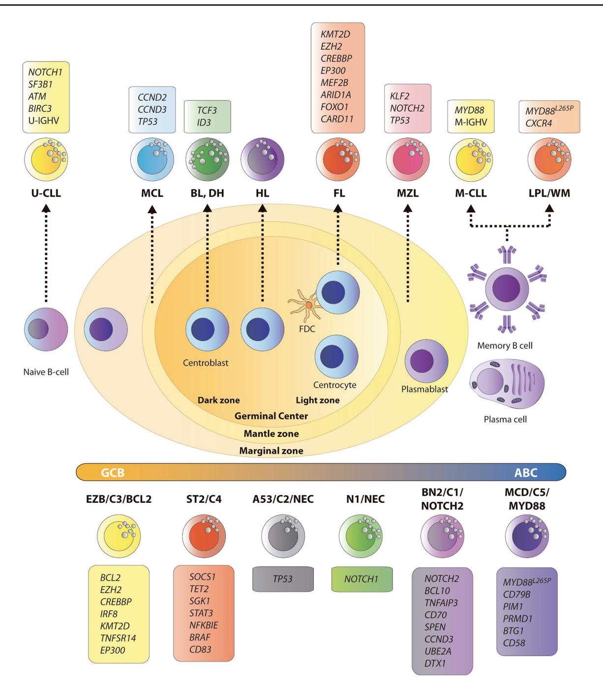 【A genetic profiling guideline to support diagnosis and clinical management of lymphomas】B-cell lymphoma ontogeny and molecular classification diagram