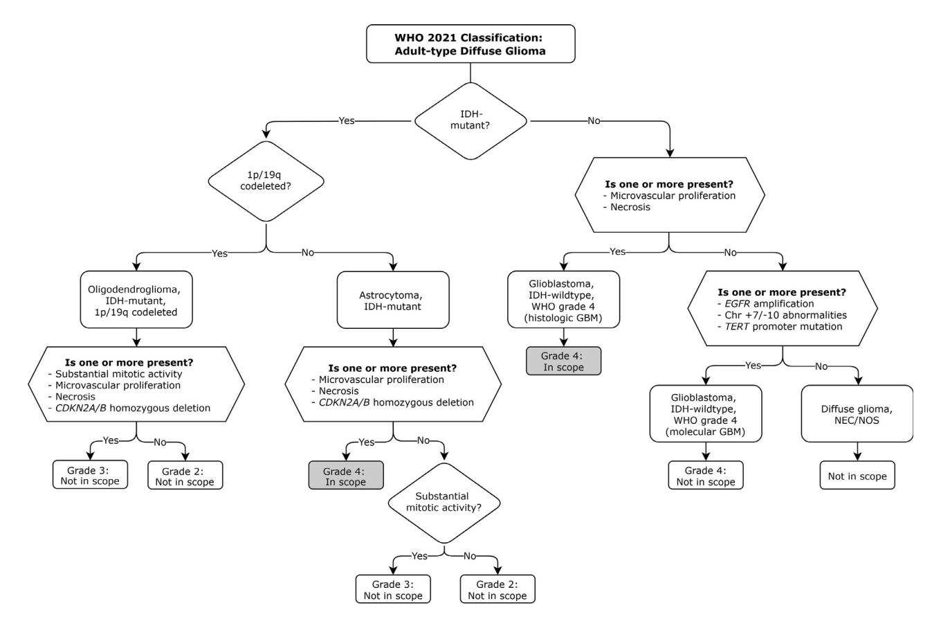 【WHO 2021 Classification of Adult-type Diffuse Glioma】Diagnostic Algorithm