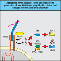cGAS is a cytosolic sensor of DNA that signals through STING to activate type I interferon production.