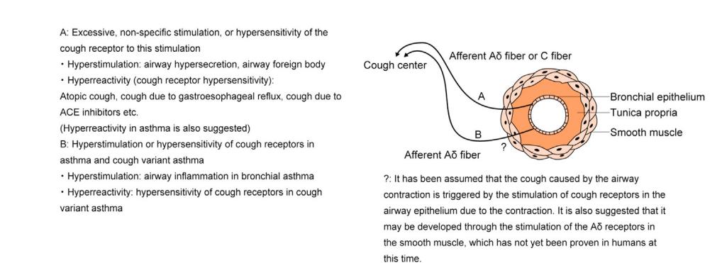 【Pathophysiological diagram of cough reflex】