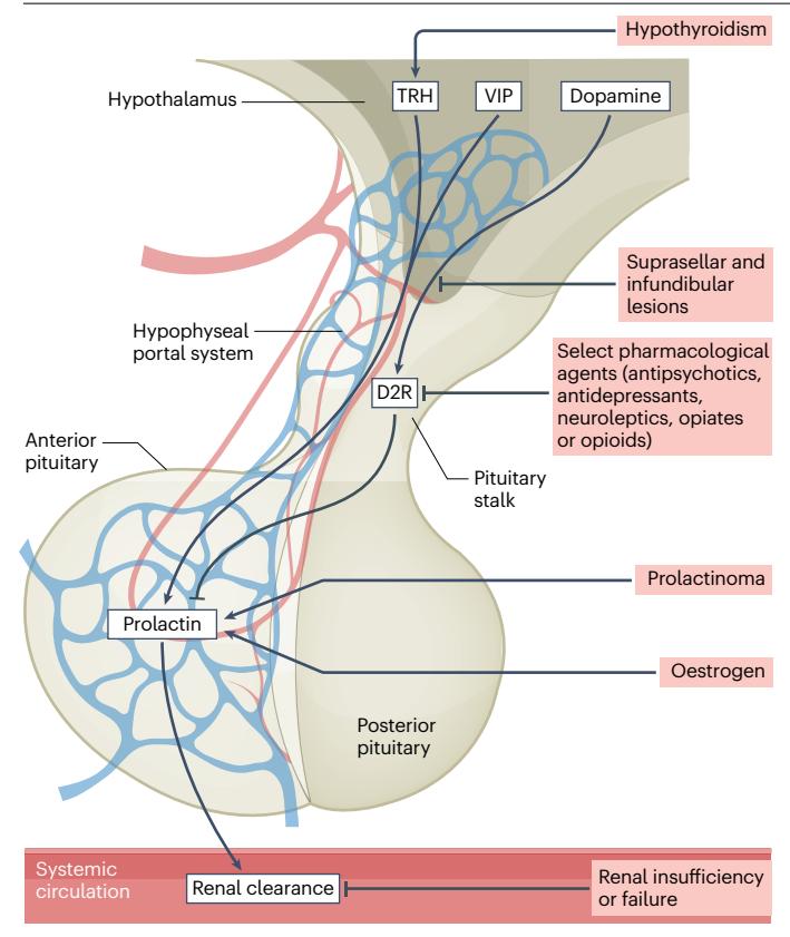 【Pituitary Society International Consensus Statement: Diagnosis and Treatment of Prolactinomas】Neuroendocrine regulation of prolactin secretion